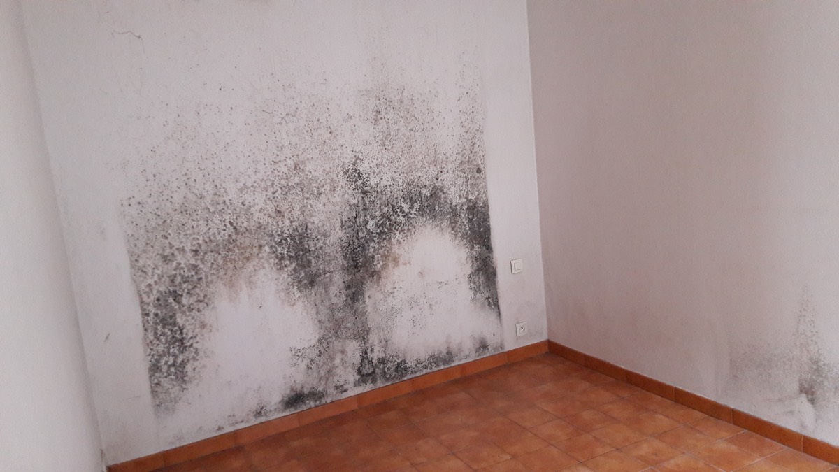 Moisissures - Expertise humidité à Reims